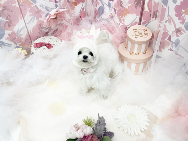 生徒が撮影したモデル犬写真♪